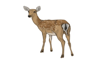 Animal Illustrations: A Designer's Guide to Whimsical Branding