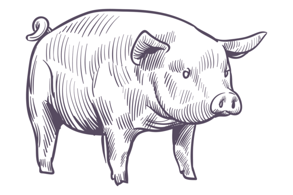 Pig Sketch: Farm Animal. Hand Drawn Icon